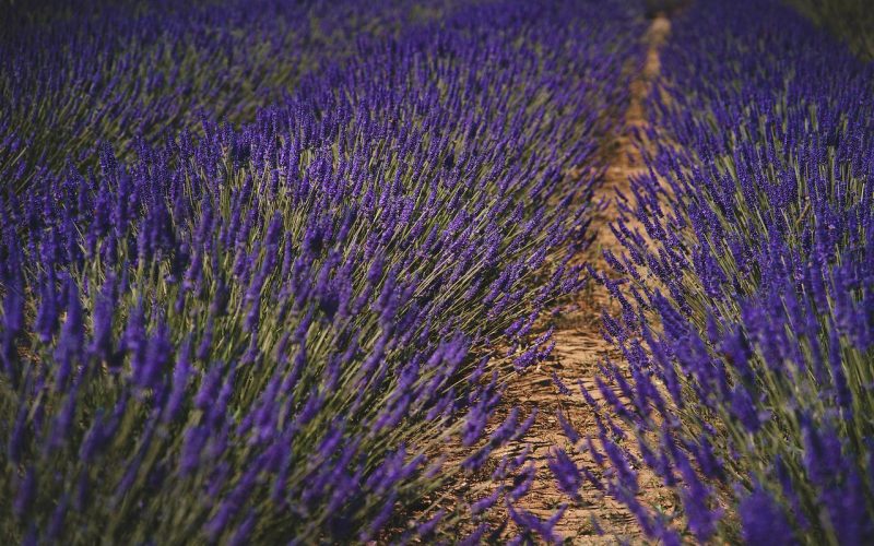 Hur man Torkar Lavendel Hemma – Tips & Råd